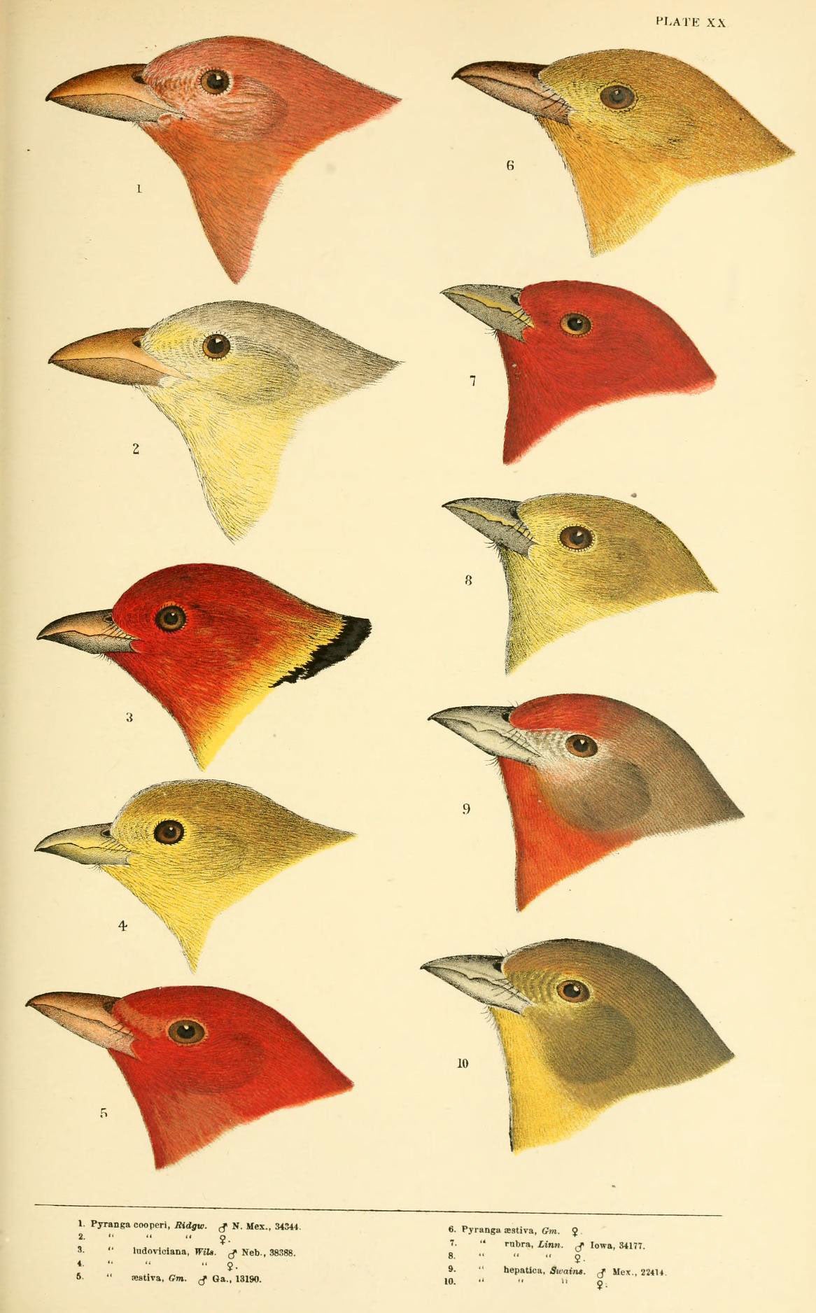SP-07 red bird study