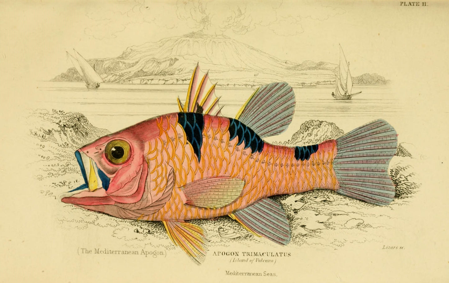 SP-09 fish school study