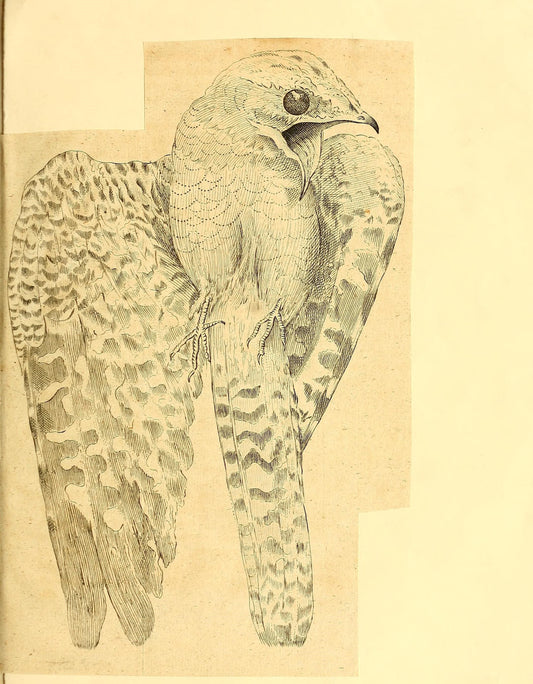 SP-02 bird study