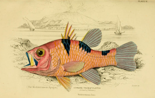 SP-09 fish school study