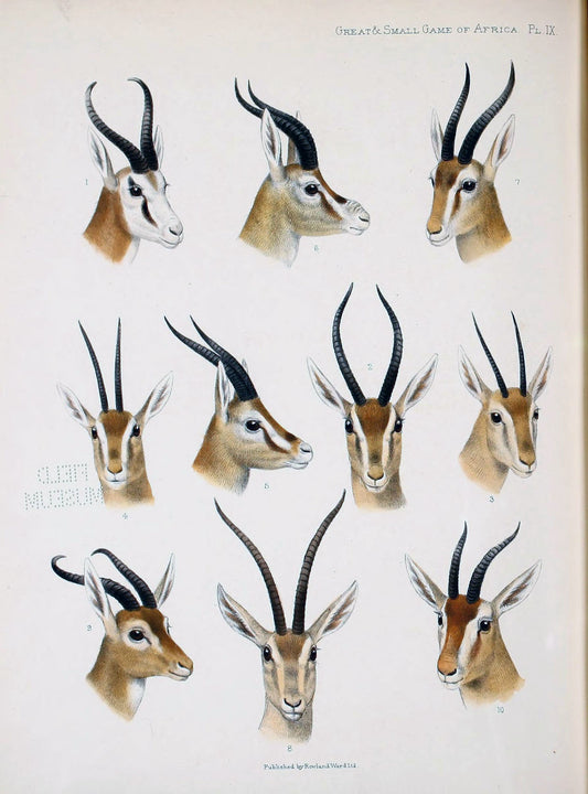 SP-08 gazelle study