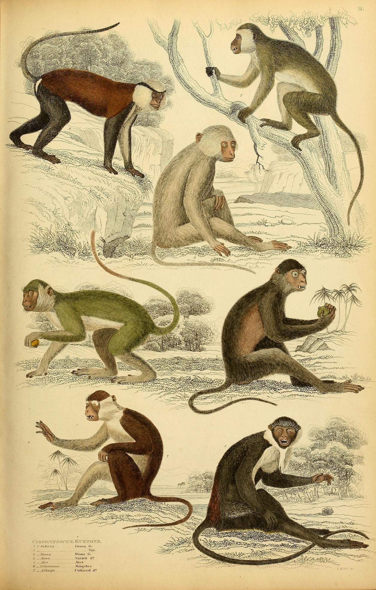 SP-10 troop of monkeys