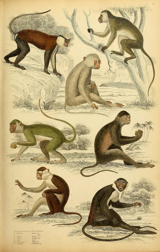 SP-10 troop of monkeys
