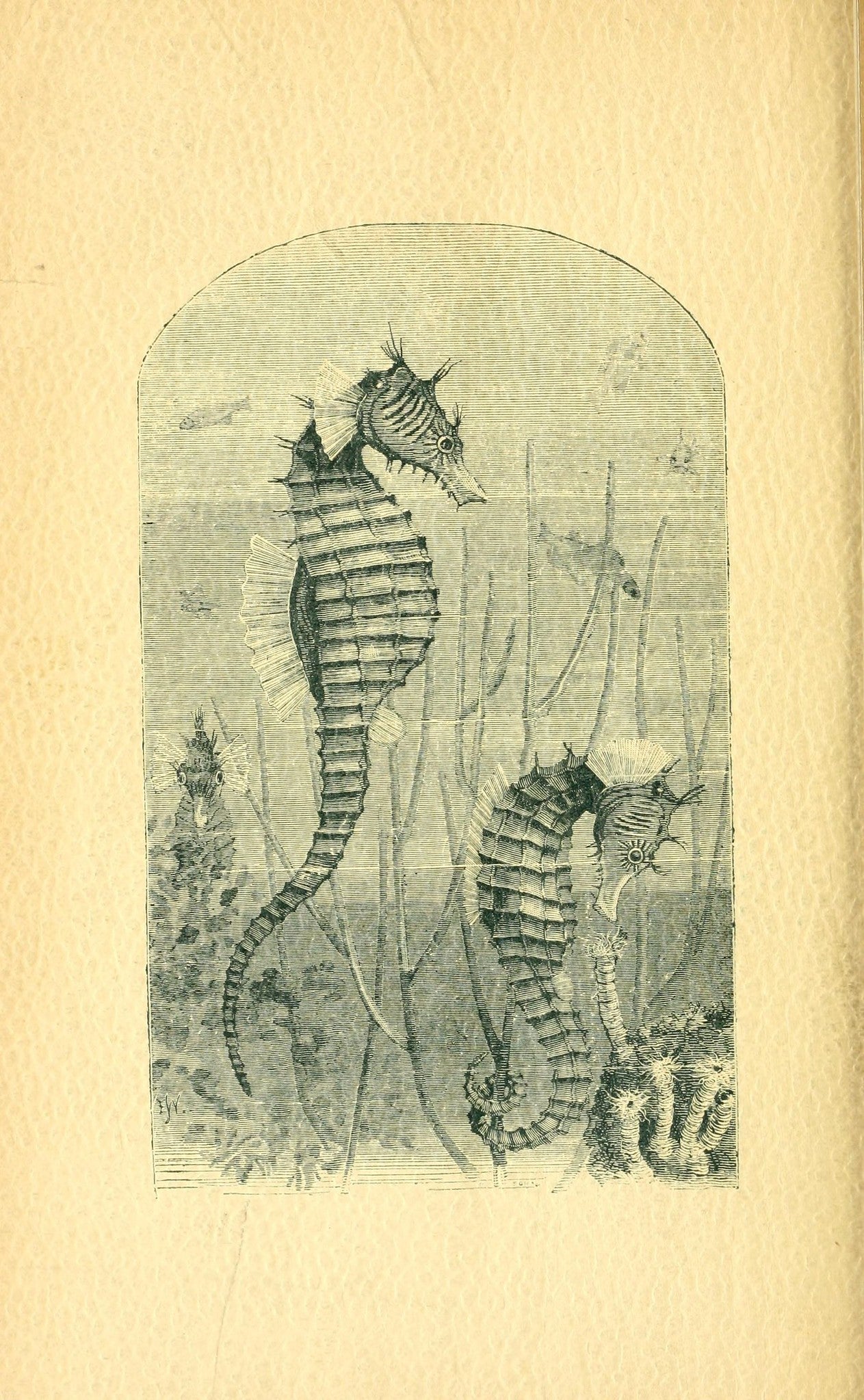 OW-03 seahorse study