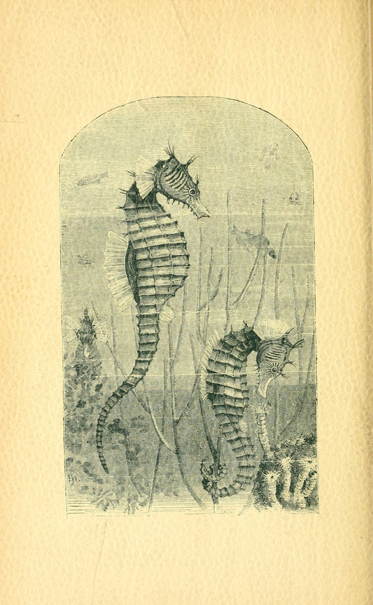 OW-03 seahorse study